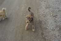 2007-02-15-050-Doggies