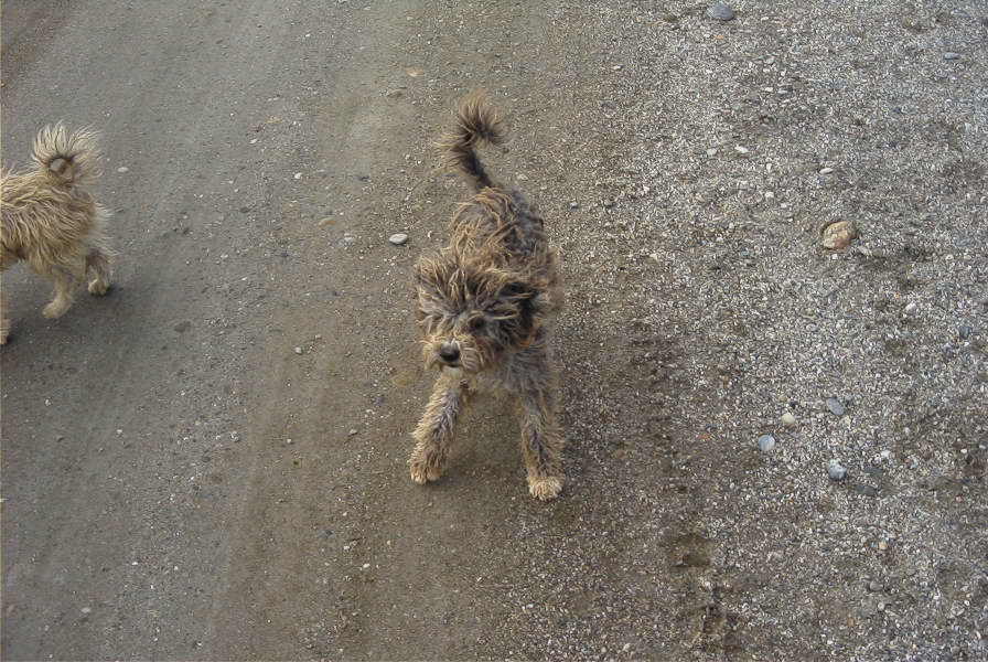 2007-02-15-050-Doggies