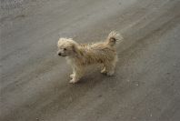 2007-02-15-051-Doggies