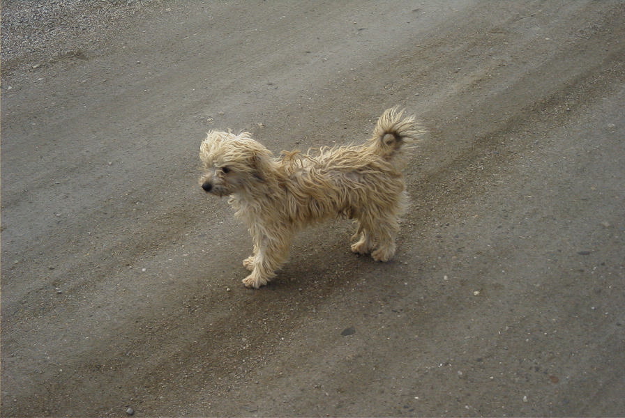 2007-02-15-051-Doggies
