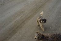 2007-02-15-052-Doggies