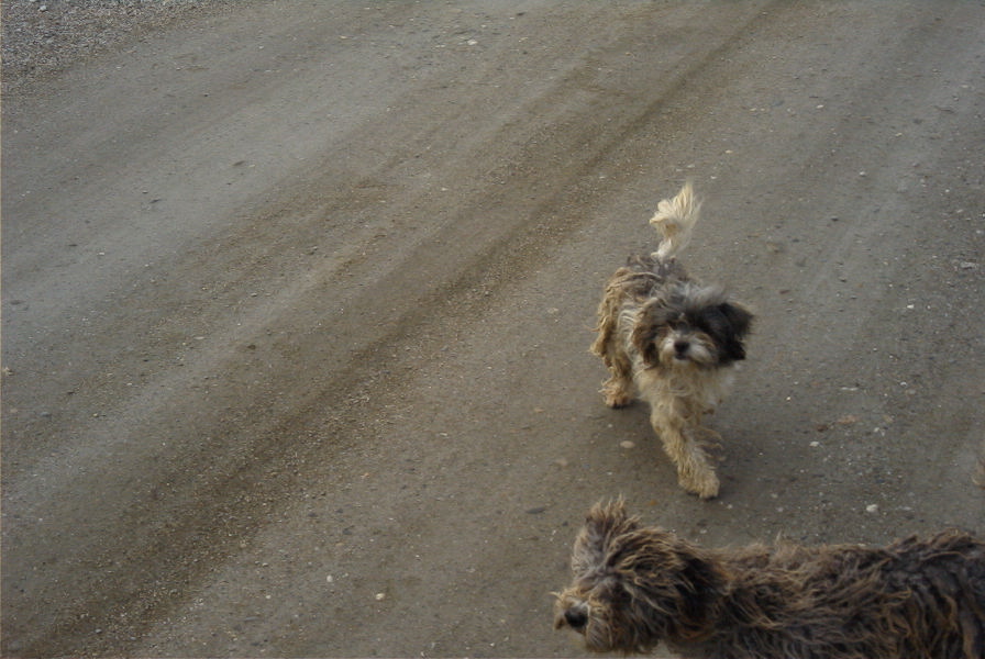 2007-02-15-052-Doggies