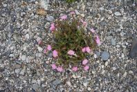 2007-02-15-056-Beach-Campion