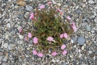 2007-02-15-057-Beach-Campion