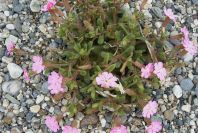 2007-02-15-058-Beach-Campion