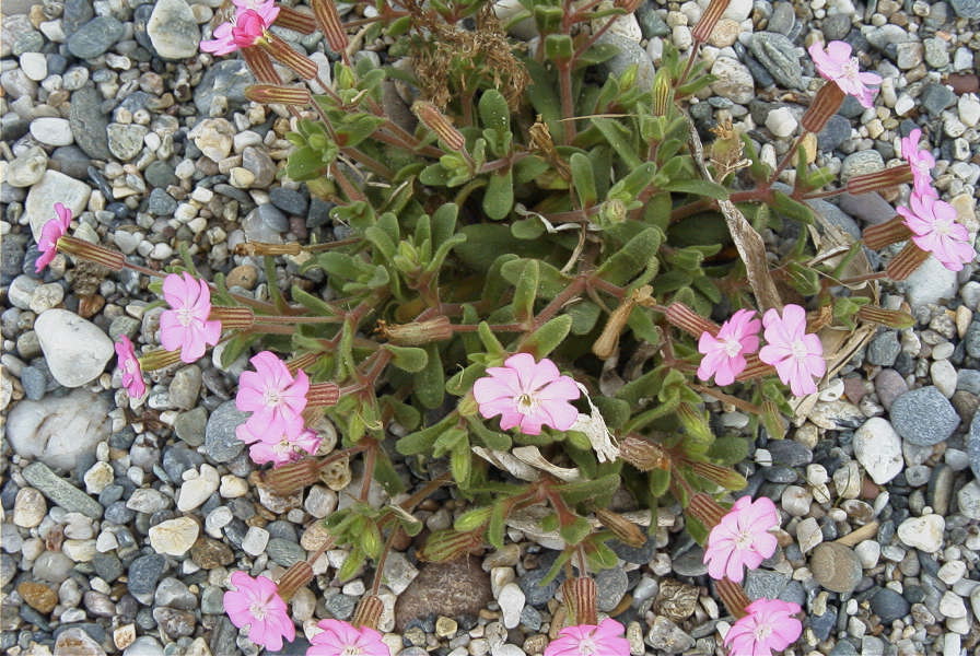 2007-02-15-058-Beach-Campion