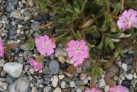 2007-02-15-059-Beach-Campion