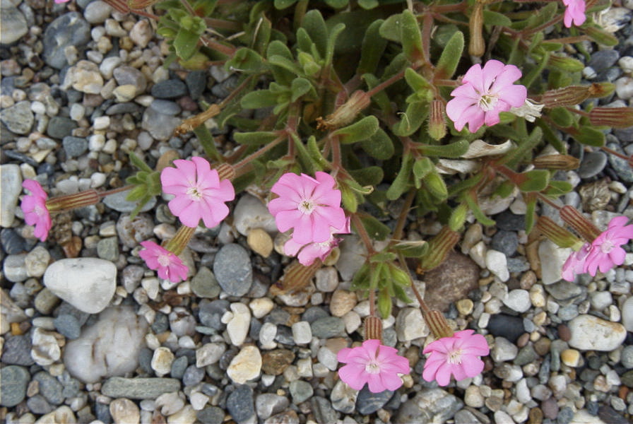 2007-02-15-060-Beach-Campion
