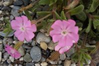 2007-02-15-061-Beach-Campion-Leaves
