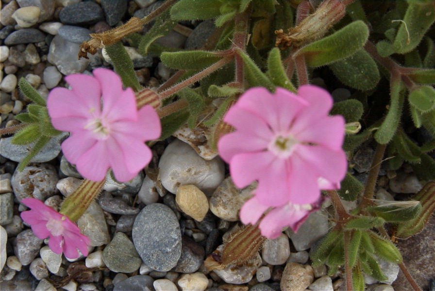 2007-02-15-061-Beach-Campion-Leaves