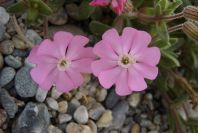 2007-02-15-062-Beach-Campion