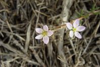 2007-02-15-063-Centauria