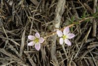2007-02-15-064-Centauria