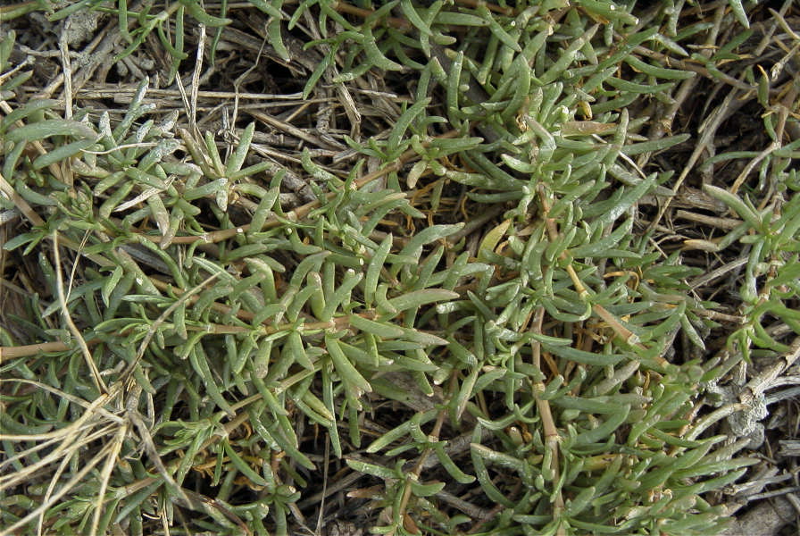 2007-02-15-065-Centauria