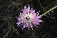 2007-02-16-009-Centauria