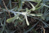 2007-02-16-010-Centauria