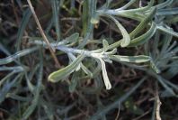 2007-02-16-011-Centauria