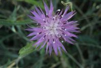 2007-02-16-012-Centauria