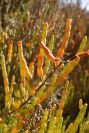2007-02-16-015-Marismas-de-las-Entinas
