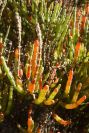 2007-02-16-016-Marismas-de-las-Entinas
