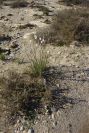 2007-02-16-018-Asphodel