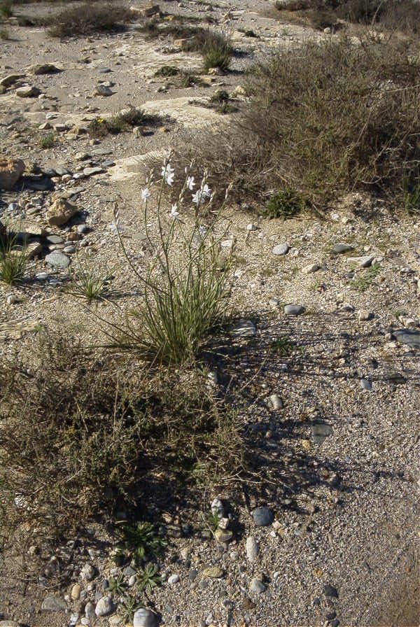 2007-02-16-018-Asphodel
