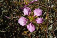2007-02-16-028-Fagonia-cretica
