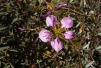 2007-02-16-029-Fagonia-cretica