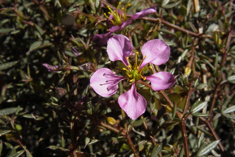 2007-02-16-029-Fagonia-cretica
