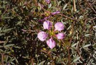 2007-02-16-030-Fagonia-cretica