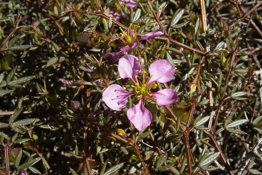 2007-02-16-030-Fagonia-cretica