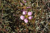 2007-02-16-031-Fagonia-cretica