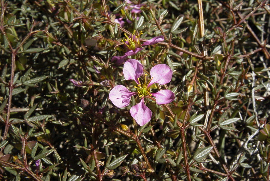 2007-02-16-031-Fagonia-cretica