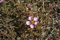 2007-02-16-032-Fagonia-cretica
