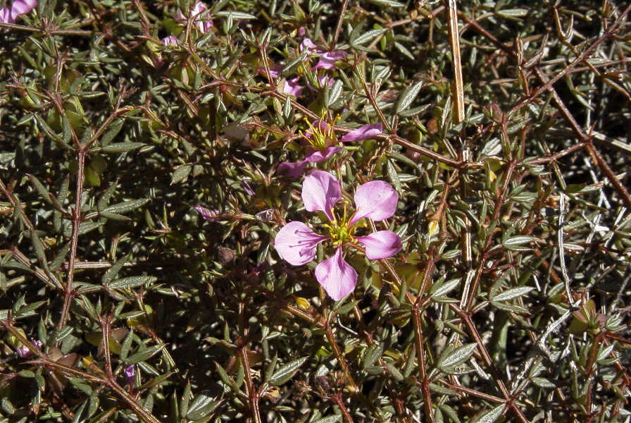 2007-02-16-032-Fagonia-cretica
