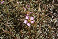 2007-02-16-033-Fagonia-cretica