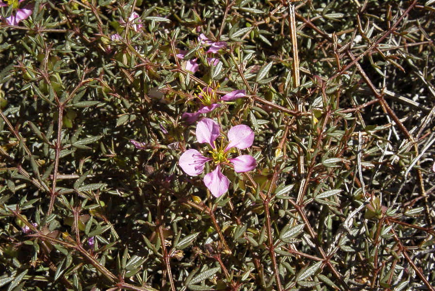 2007-02-16-033-Fagonia-cretica