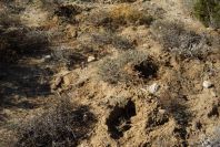 2007-02-16-034-Animal-scrapings-and-Cuscuta