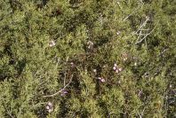 2007-02-16-035-Fagonia-and-Juniper