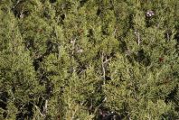 2007-02-16-036-Fagonia-and-Juniper