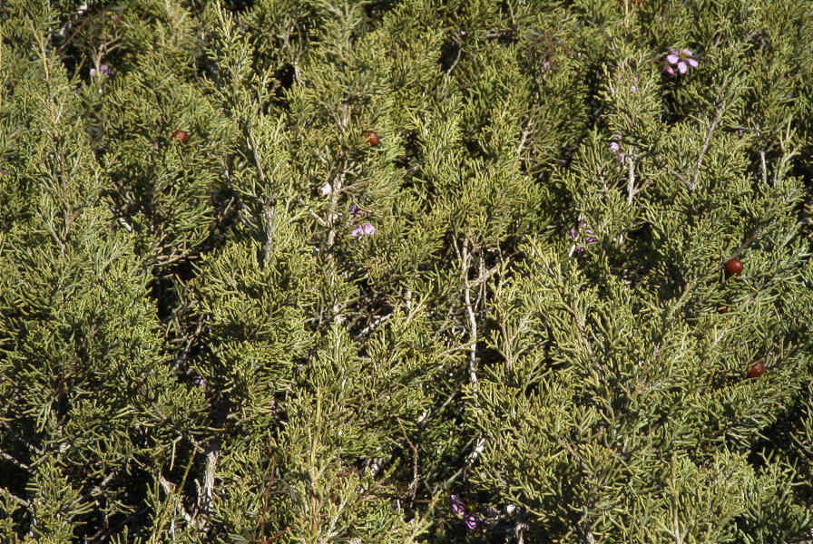2007-02-16-036-Fagonia-and-Juniper
