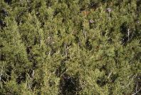 2007-02-16-037-Fagonia-and-Juniper
