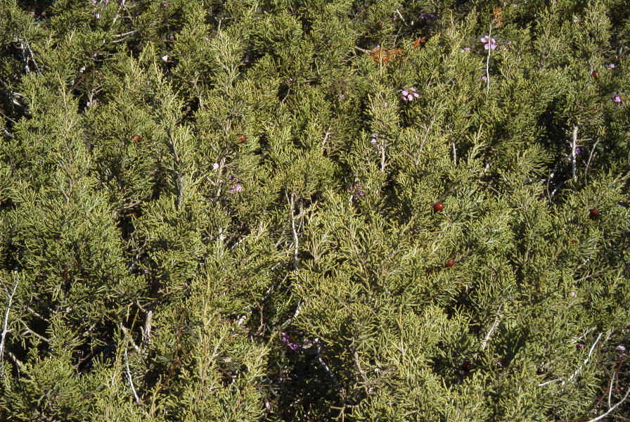 2007-02-16-037-Fagonia-and-Juniper