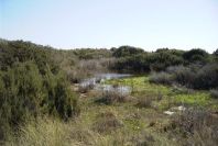2007-02-16-040-Marismas-de-las-Entinas