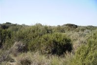 2007-02-16-042-Marismas-de-las-Entinas