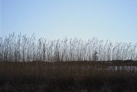 2007-02-16-043-Marismas-de-las-Entinas