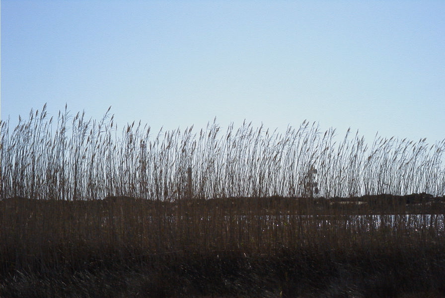 2007-02-16-043-Marismas-de-las-Entinas