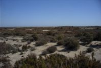 2007-02-16-048-Marismas-de-las-Entinas