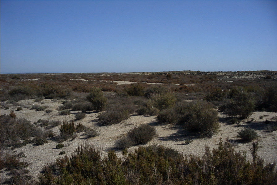 2007-02-16-048-Marismas-de-las-Entinas