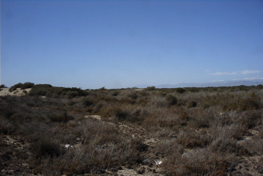 2007-02-16-049-Marismas-de-las-Entinas